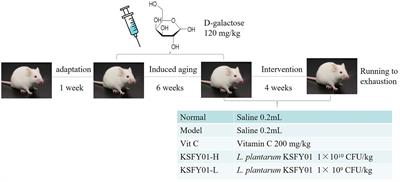 Effect of Lactobacillus plantarum KSFY01 on the exercise capacity of D-galactose-induced oxidative stress-aged mice